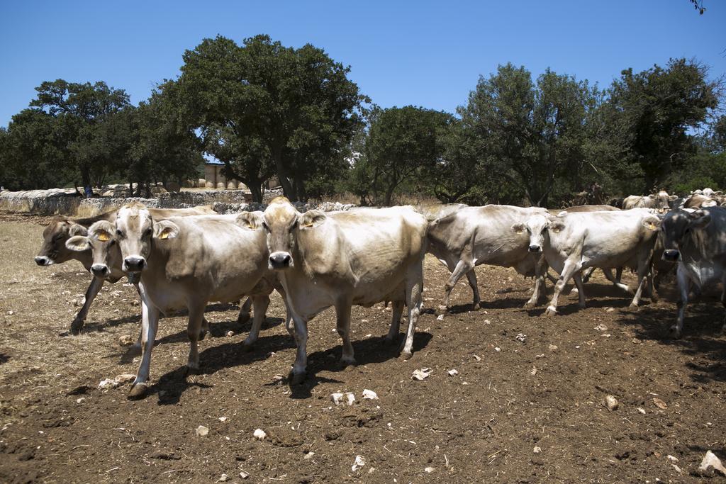 Masseria Cappella Μαρτίνα Φράνκα Εξωτερικό φωτογραφία